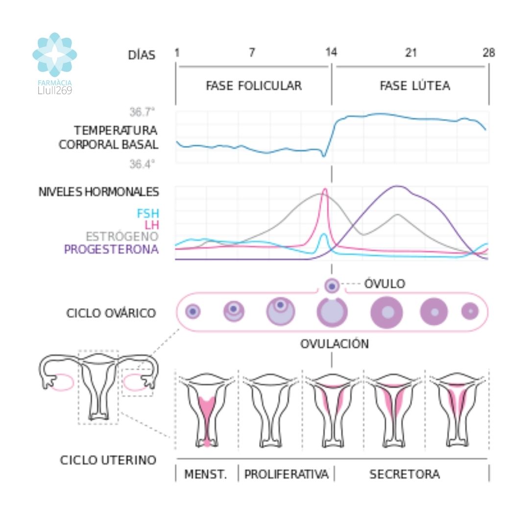 ciclo menstrual